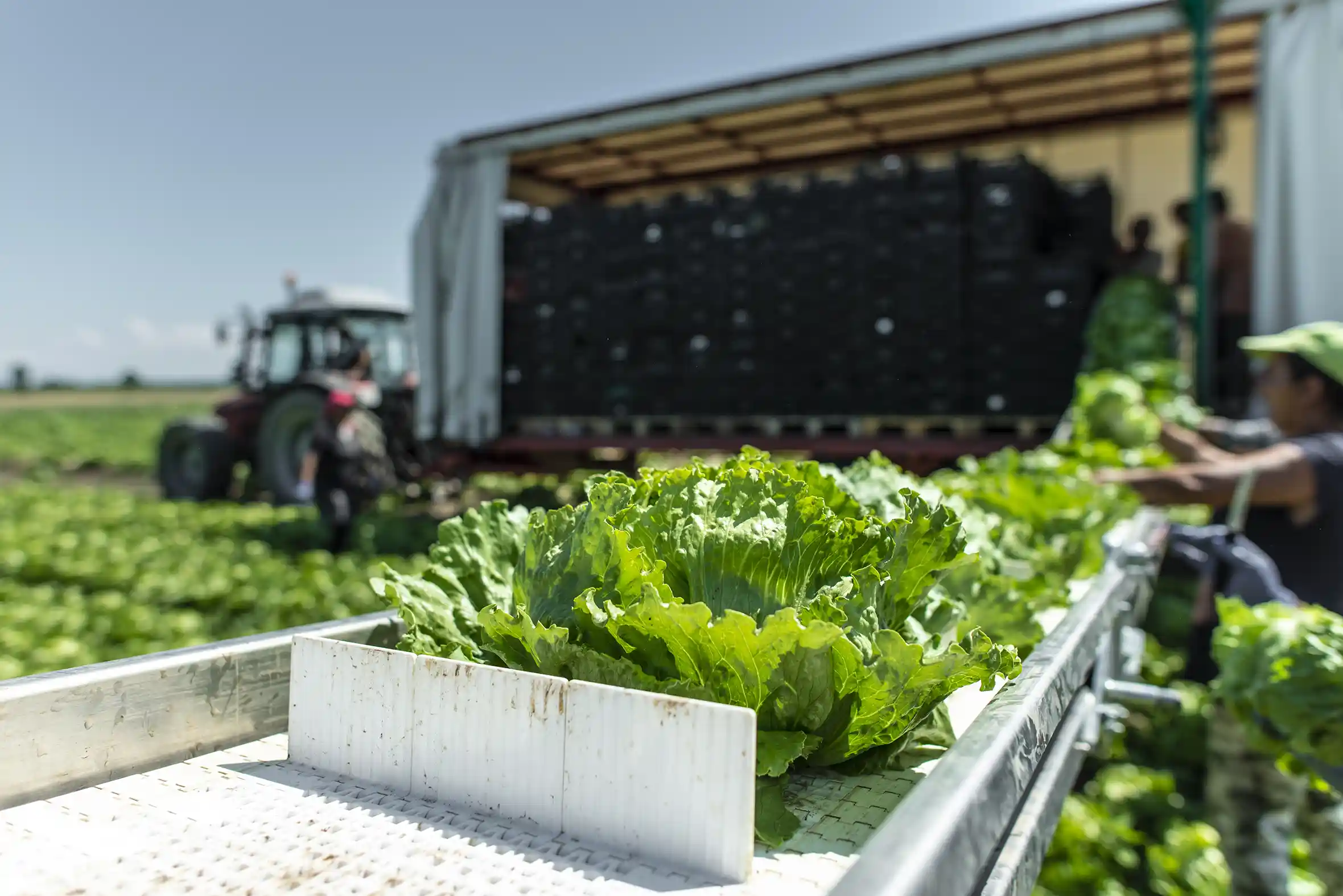 Farm Labor Contracting