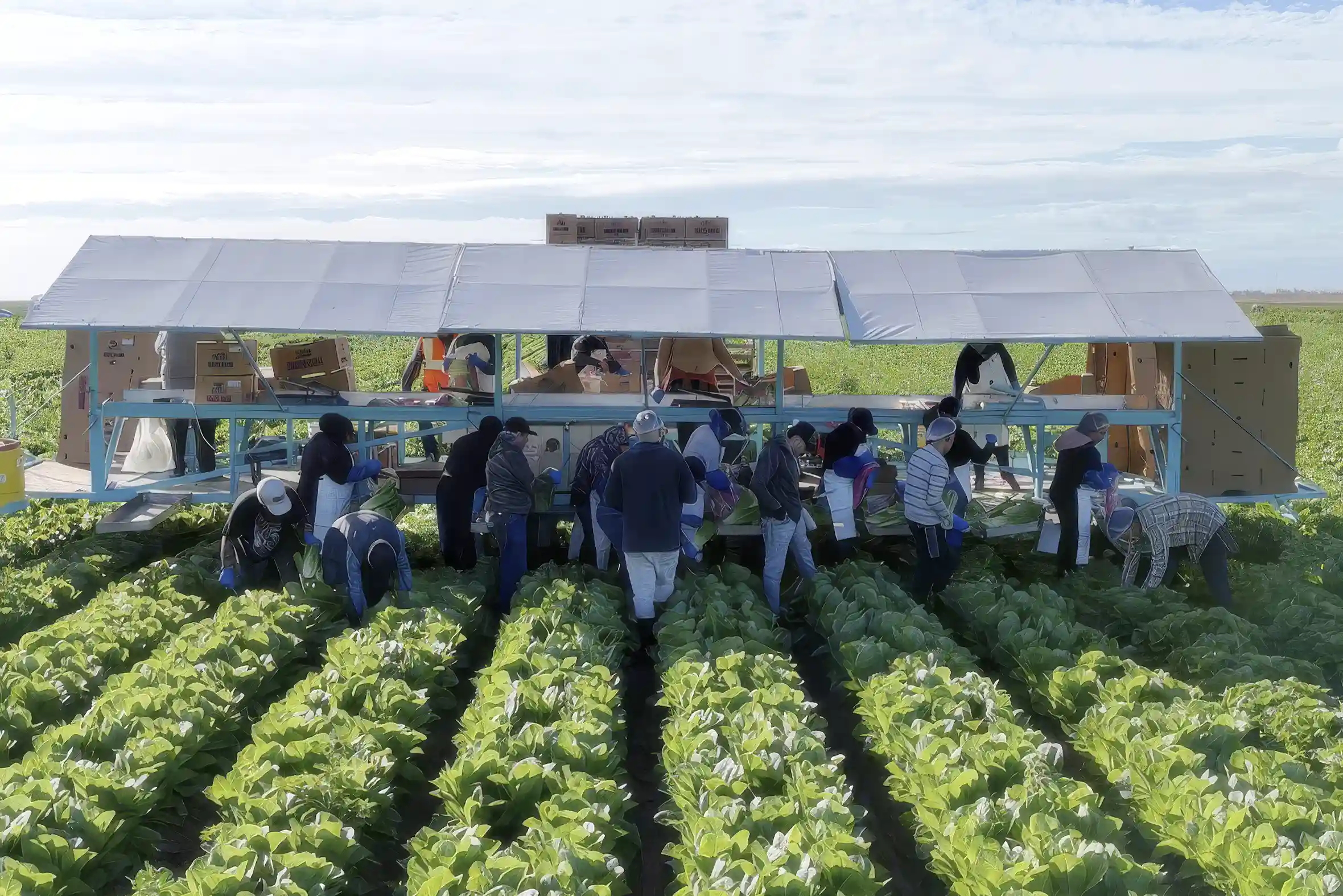 Harvest Labor Crews in Imperial Valley
