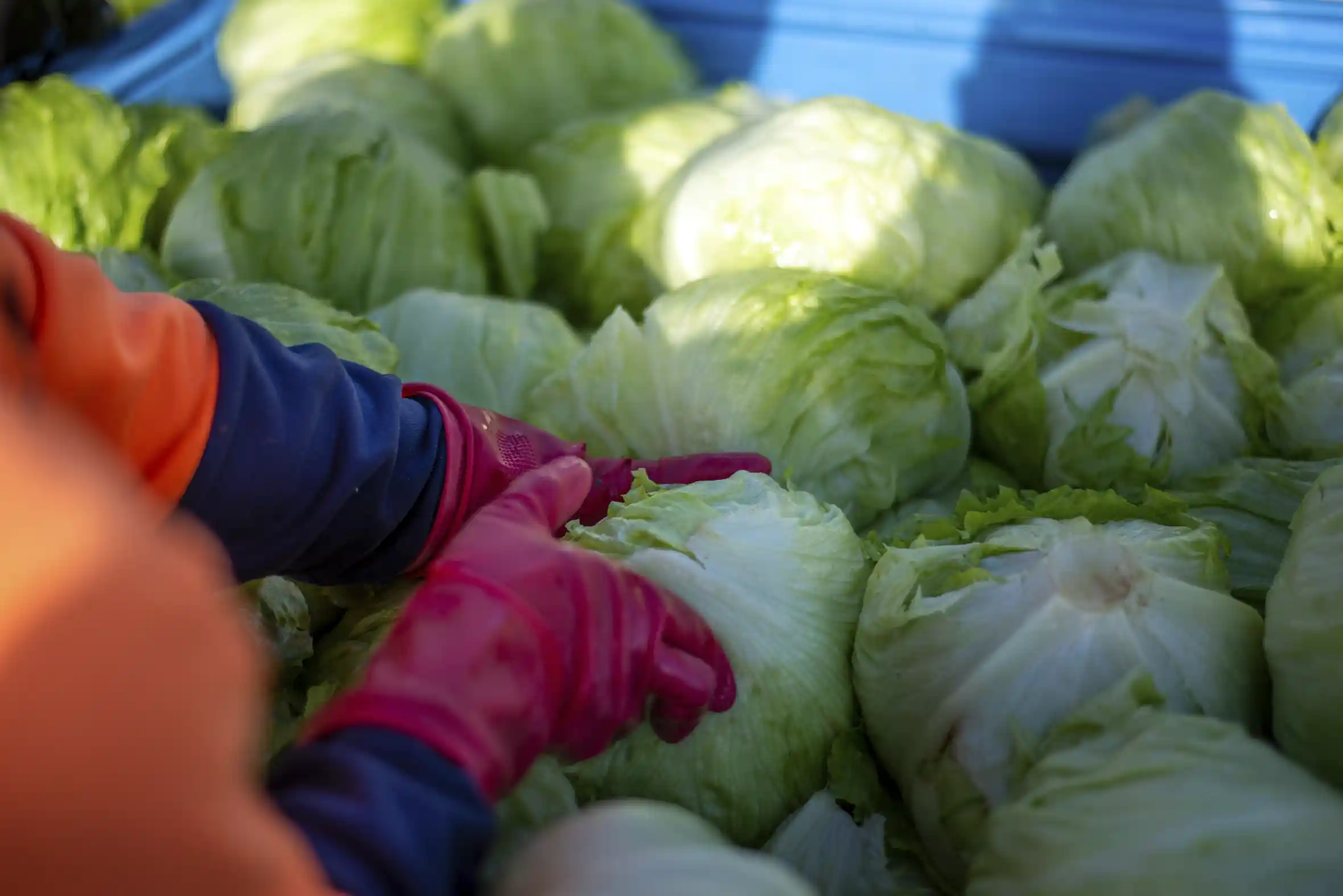High volume lettuce packing in Imperial Valley