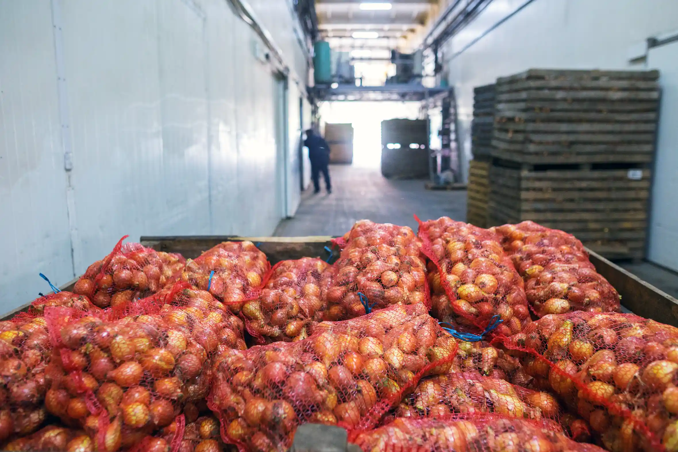 High Volume Onion Packing