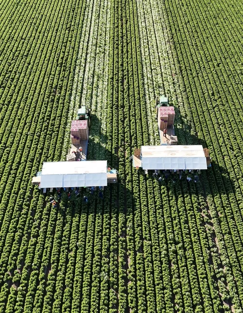 Chivo Pack Imperial Valley Field with Harvesting Tractors