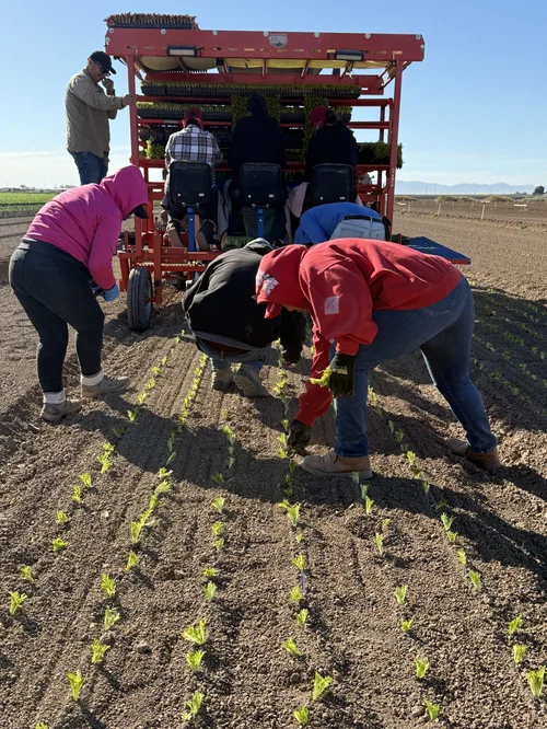 Workers planting on a field in Imperial Valley