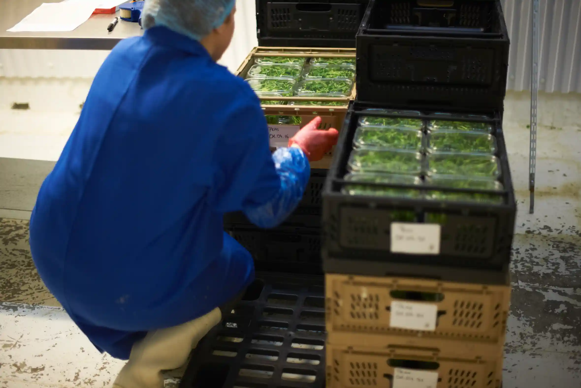 Special Projects for Agriculture Packing