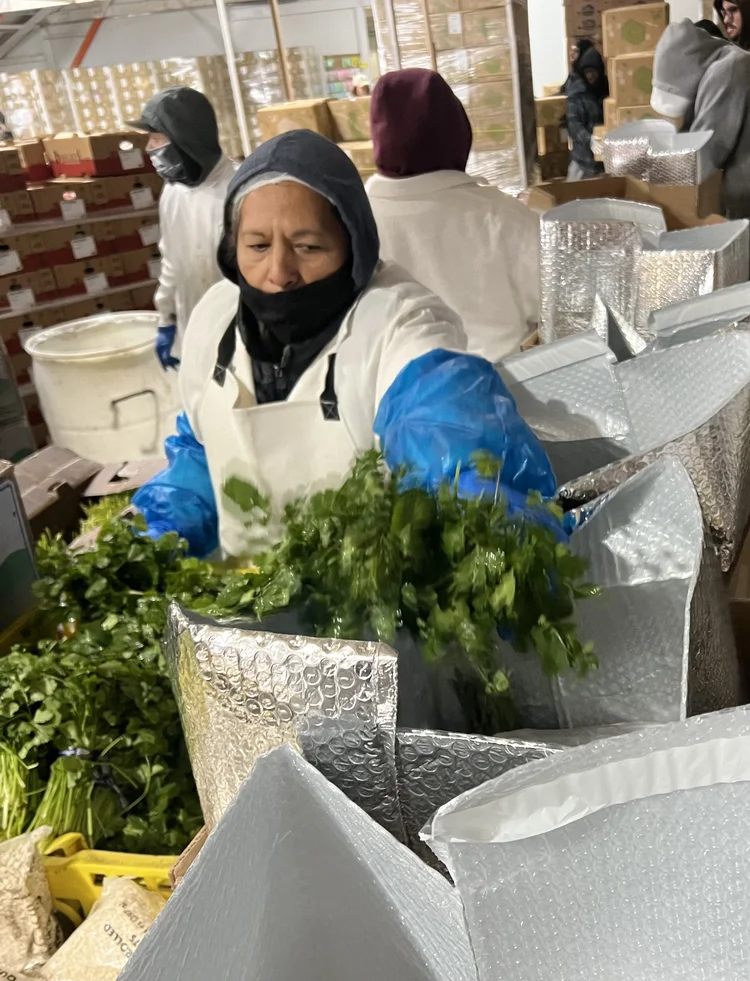 packing cilantro in boxes packhouse labor